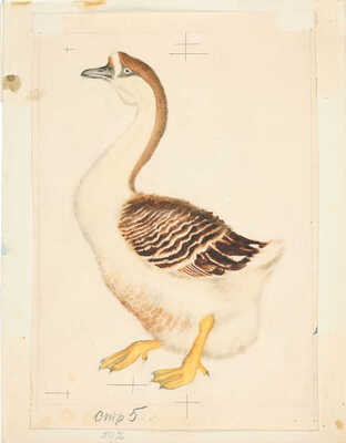 Лебедев Владимир Васильевич. Восемь иллюстраций к первому отдельному изданию: Маршак С. Кто колечко найдет? / Рис. В. Лебедева. М.: Детгиз, 1962